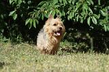 NORWICH TERRIER 061